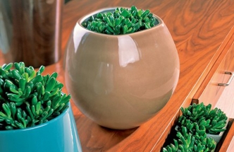 Sedum