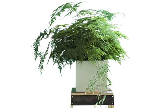 Asparagus setaceus