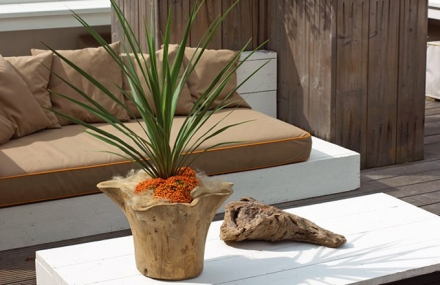 dracena/dračinec (dracaena)