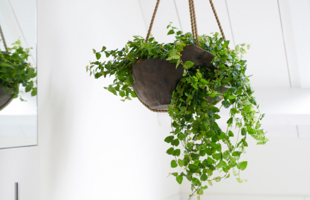 Ficus pumila s drobnými lístečky má ráda vyšší vlhkost, dobře se jí bude dařit v koupelně Ficus pumila s drobnými lístečky má ráda vyšší vlhkost, dobře se jí bude dařit v koupelně