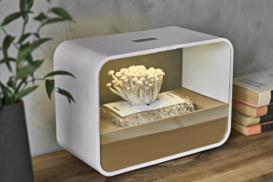 Díky Shrooly si můžete vypěstovat čerstvé gurmánské, ale i medicinální houby jako třeba reishi přímo doma a to za pouhých šest až osm dní. → eu.shrooly.com 