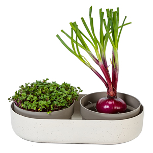 Kromě pěstov&aacute;n&iacute; mikrogreens nab&iacute;z&iacute; i&nbsp;modern&iacute; trend ReGrow, kdy nepěstujeme ze semen, ale z&nbsp;odřezků a&nbsp;zbytků zeleniny, nejčastěji kořenov&eacute; zeleniny 