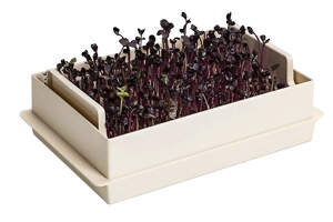 Sada Microgreens Economy umožn&iacute; vypěstovat čerstv&eacute; a&nbsp;lahodn&eacute; microgreens během chvilky.  Stač&iacute; přidat vodu a&nbsp;sledovat, jak rostlinky rostou. 