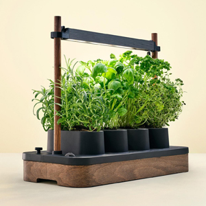 Pokud pěstujete rajčata a chilli, poskytne syst&eacute;m Auk teplej&scaron;&iacute; světlo podporuj&iacute;c&iacute; kveten&iacute;, zat&iacute;mco pro bylinky a&nbsp;sal&aacute;ty vol&iacute; b&iacute;l&eacute; světlo. Chytr&eacute; zavlažov&aacute;n&iacute; a kapsle s&nbsp;v&yacute;živou zajist&iacute; pěstov&aacute;n&iacute; bez starost&iacute;. Men&scaron;&iacute; sexy Auk&nbsp;Mini proveden&iacute; nyn&iacute; i v nov&yacute;ch barv&aacute;ch. 